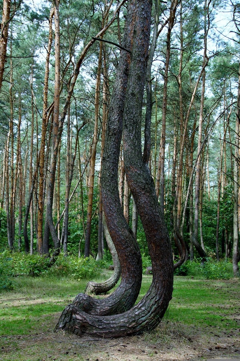 Crooked Forest, Poland